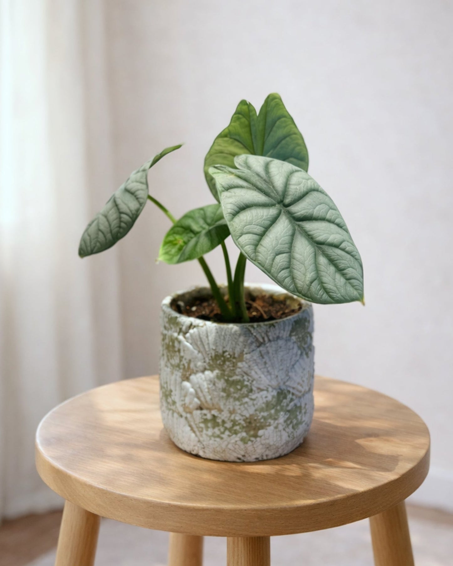 Alocasia Silver Dragon|白犀牛海芋