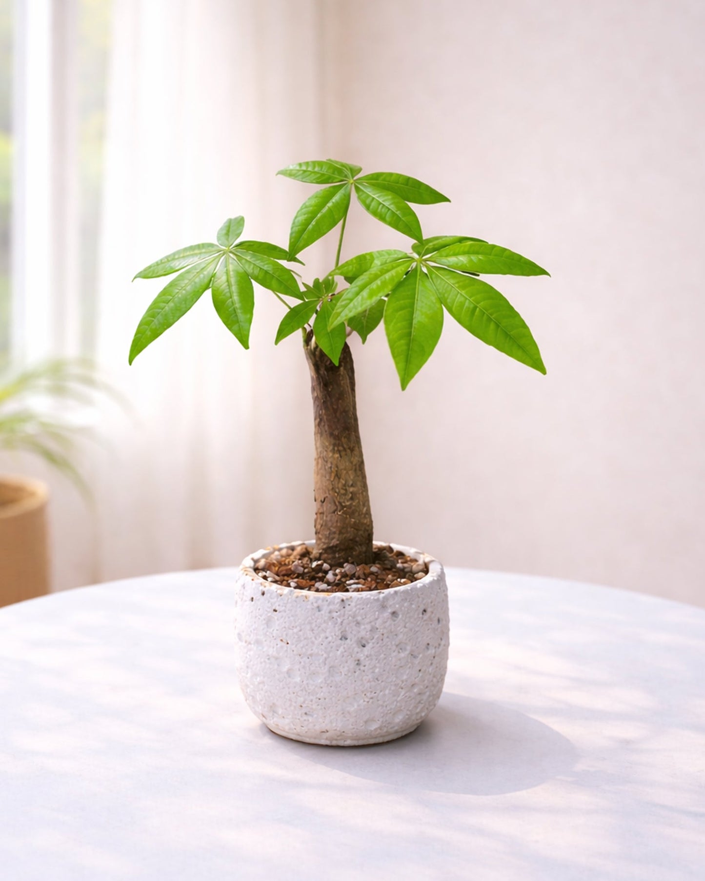 Money Tree|發財樹