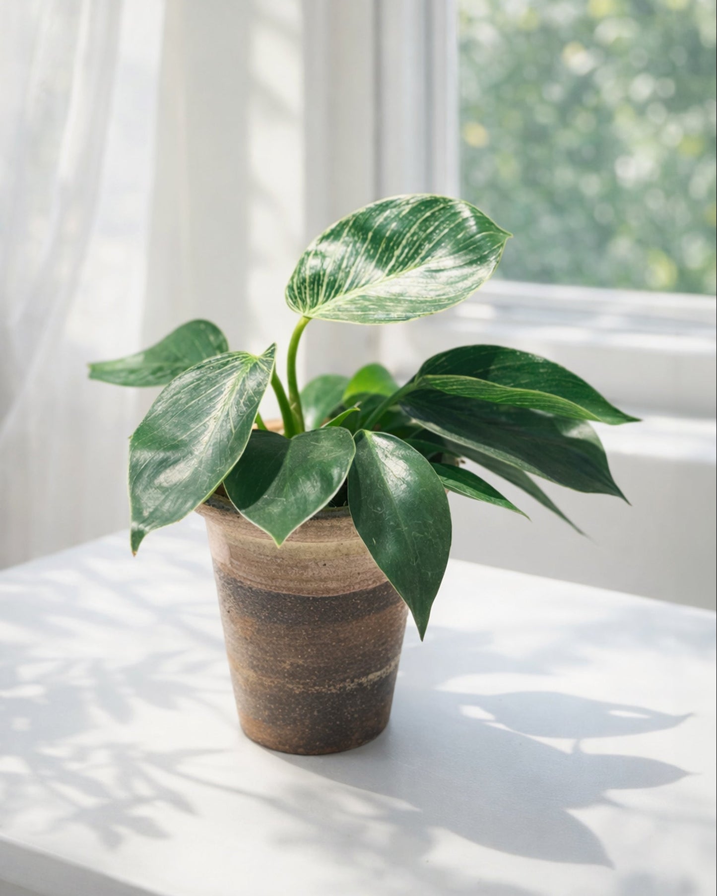 Variegated Philodendron|綠蘿