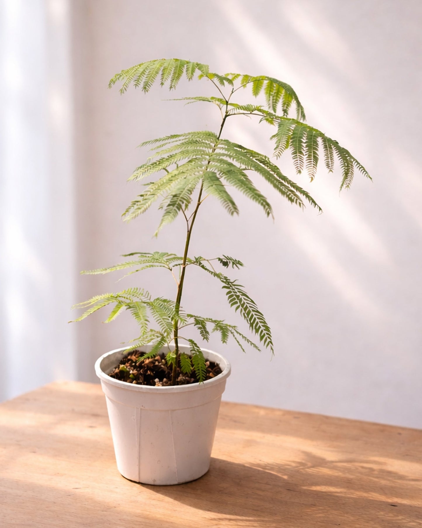 Brazilian Fern Tree|密葉猴耳環