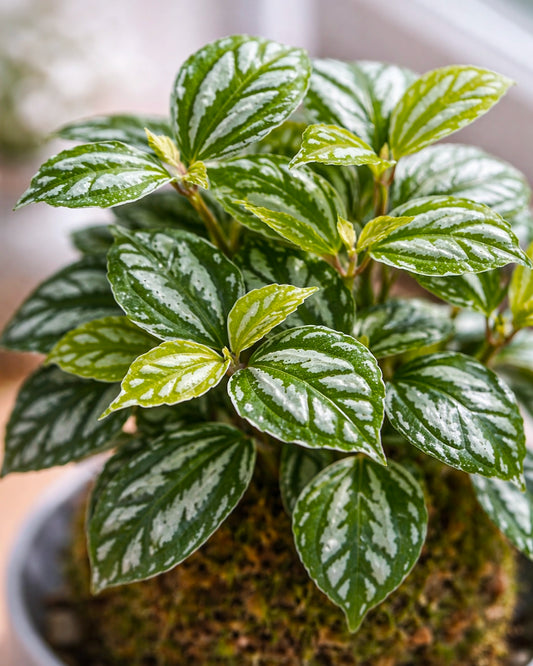 Pilea Cadeirei (Aluminum Plant) Kokedama | 冰水花苔蘚球