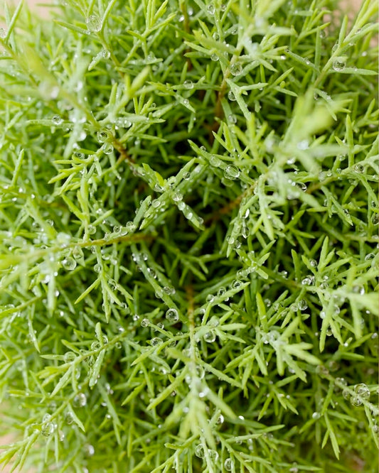 Ming Aralia | 霧松
