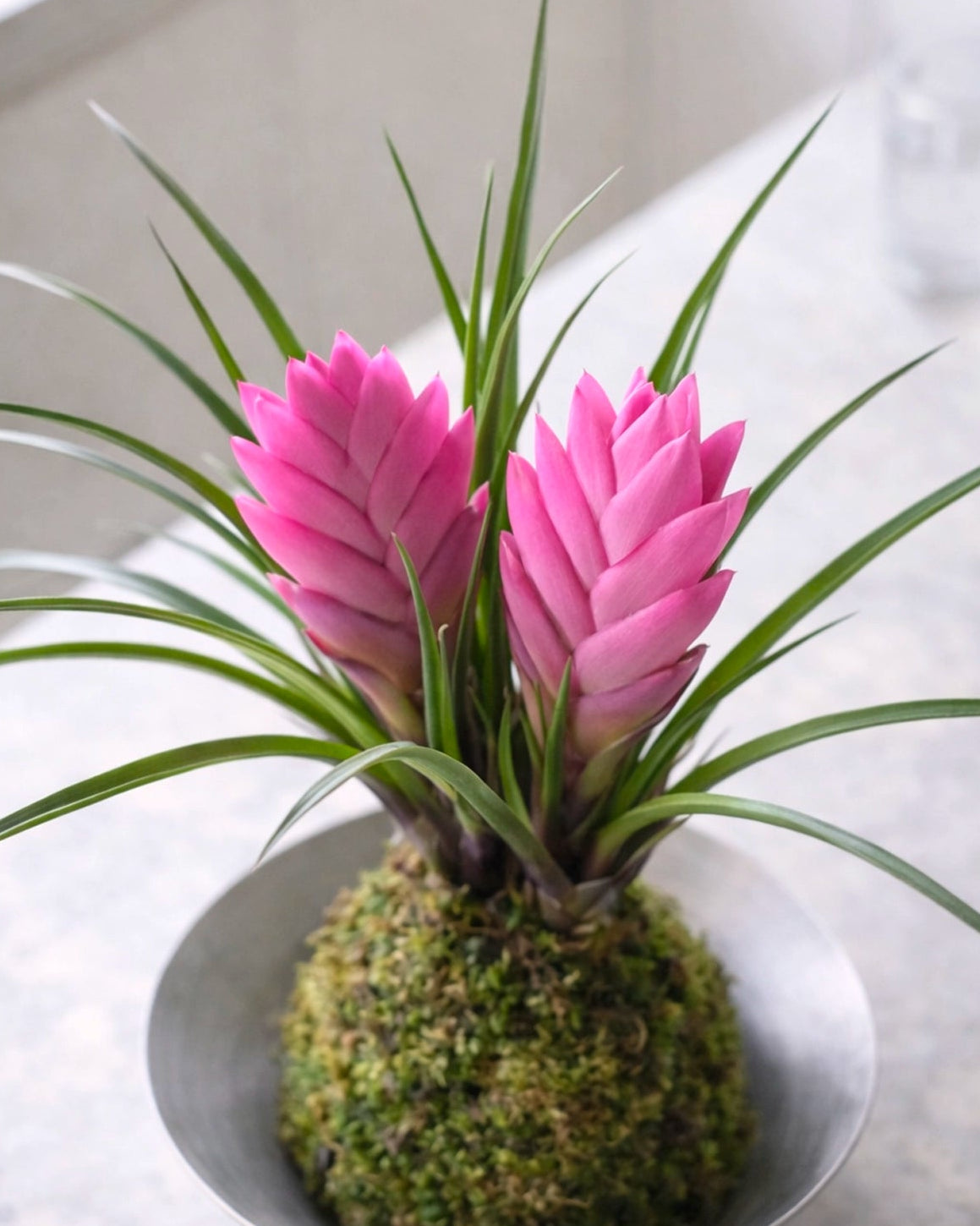 Air Plant (Tillandsia) Kokedama | 鐵蘭苔蘚球