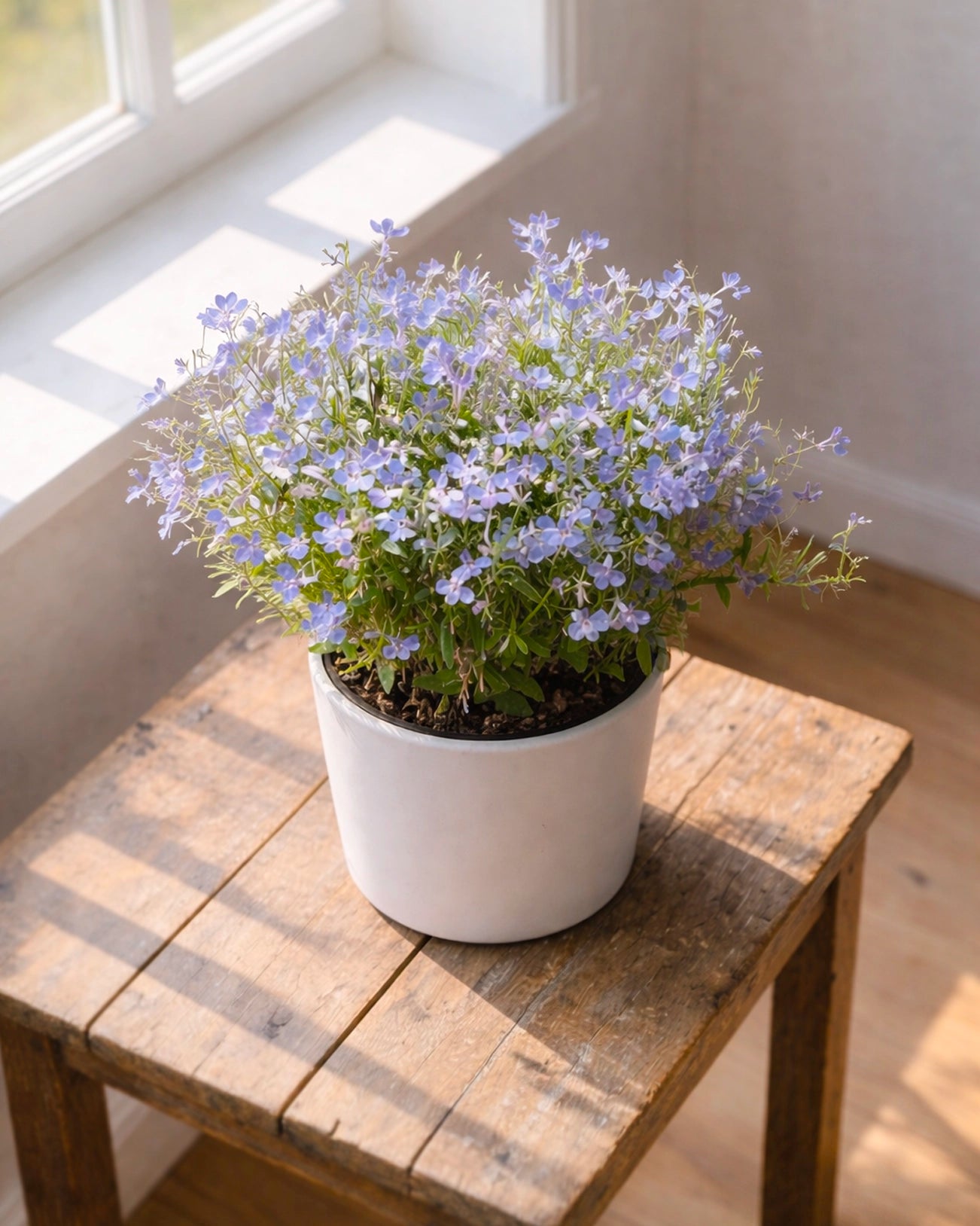 Lobelia erinus | 半邊蓮