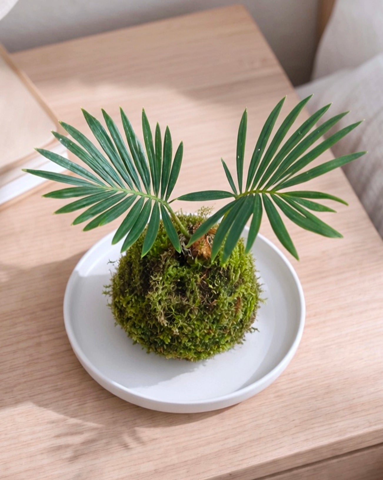 Dracaena Marginata Kokedama | 鐵樹苔蘚球