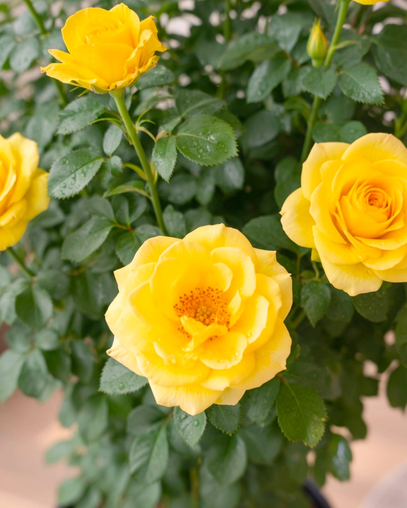 Rosa Chinensis | 月季