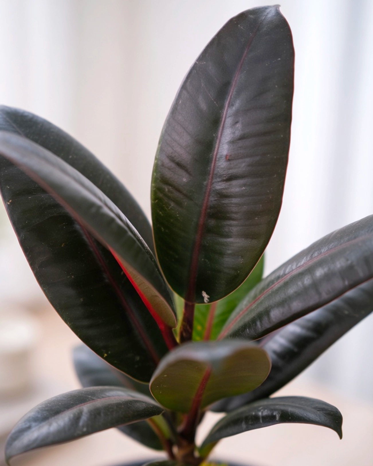 Black Rubber Plant Kokedama | 黑金剛苔蘚球