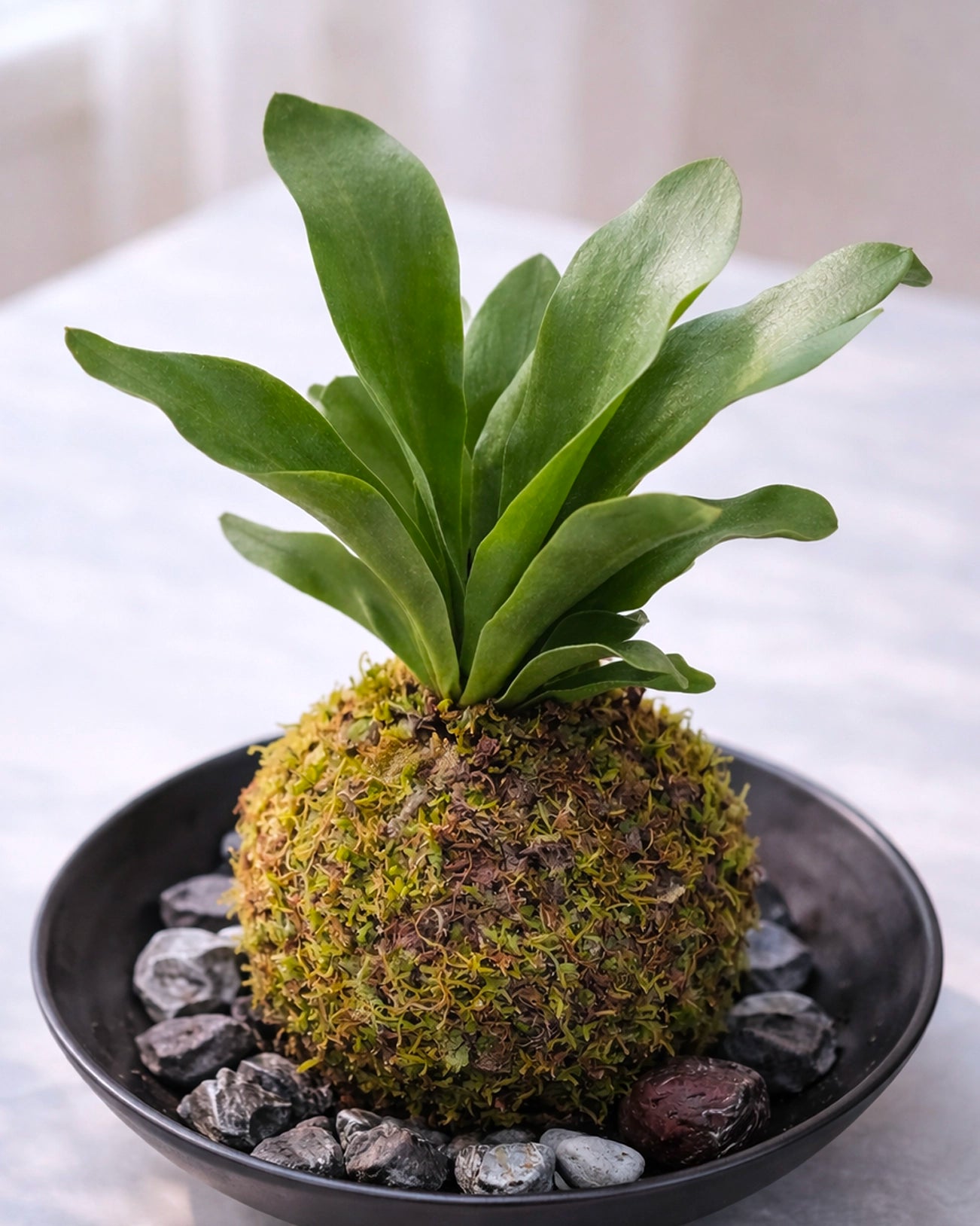 Staghorn Fern Kokedama | 鹿角蕨苔蘚球