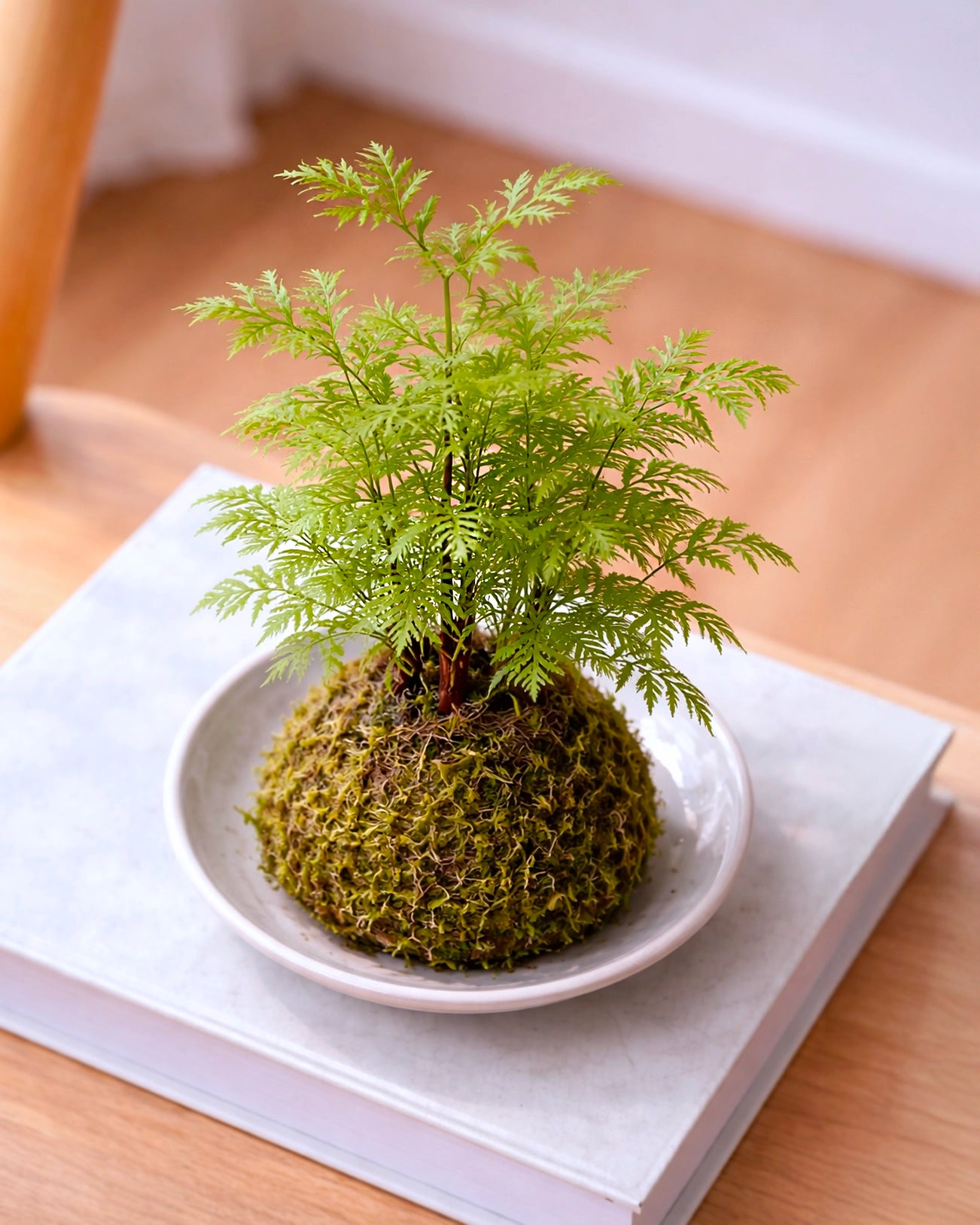 Dawn Redwood Kokedama | 水杉苔蘚球