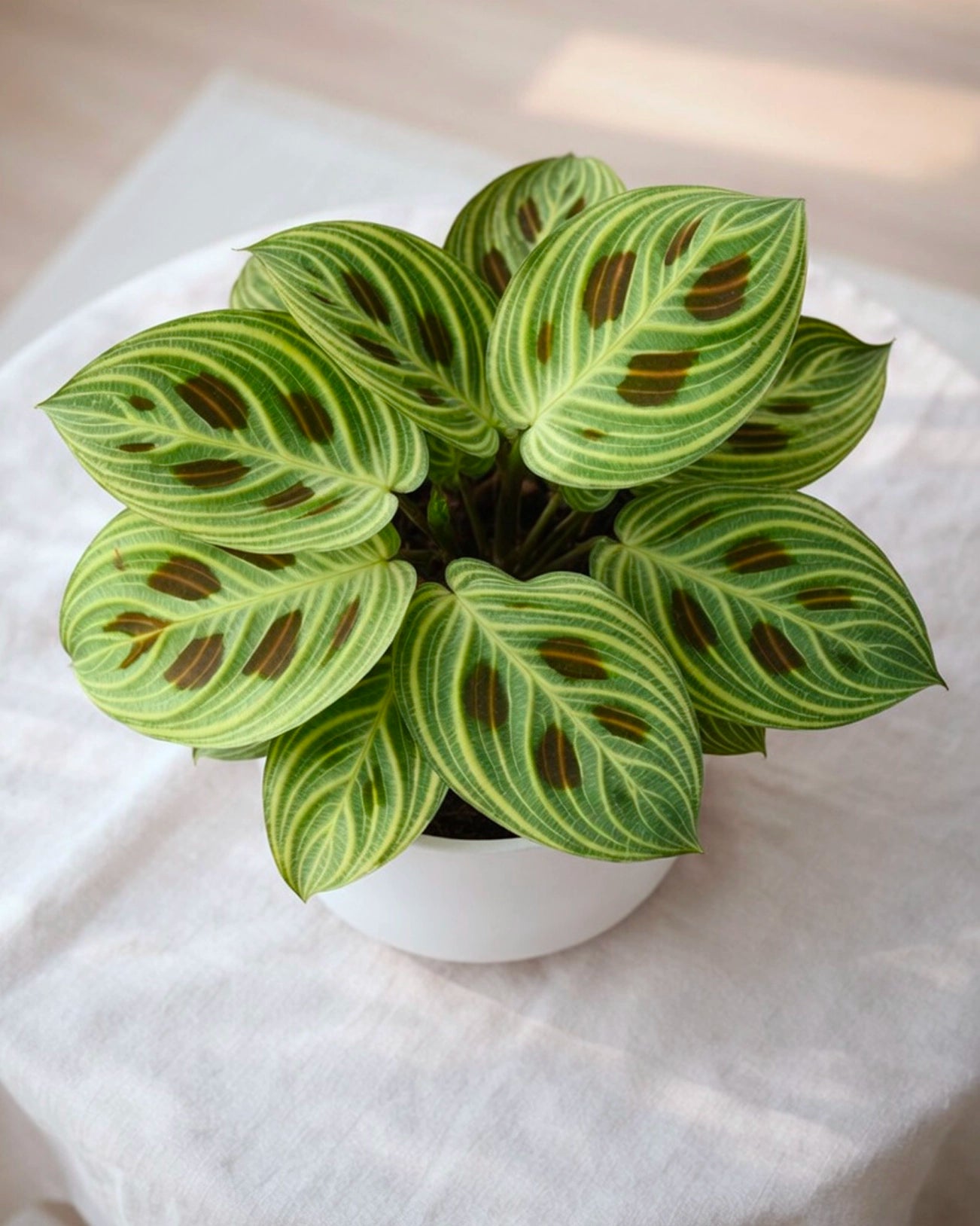 Leopard Calathea | 豹紋竹芋