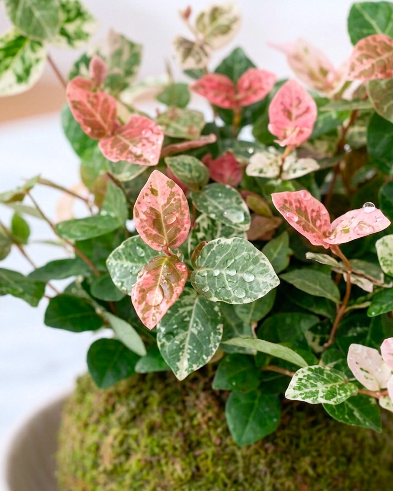 Variegated Jasmine Kokedama | 花葉絡石苔蘚球