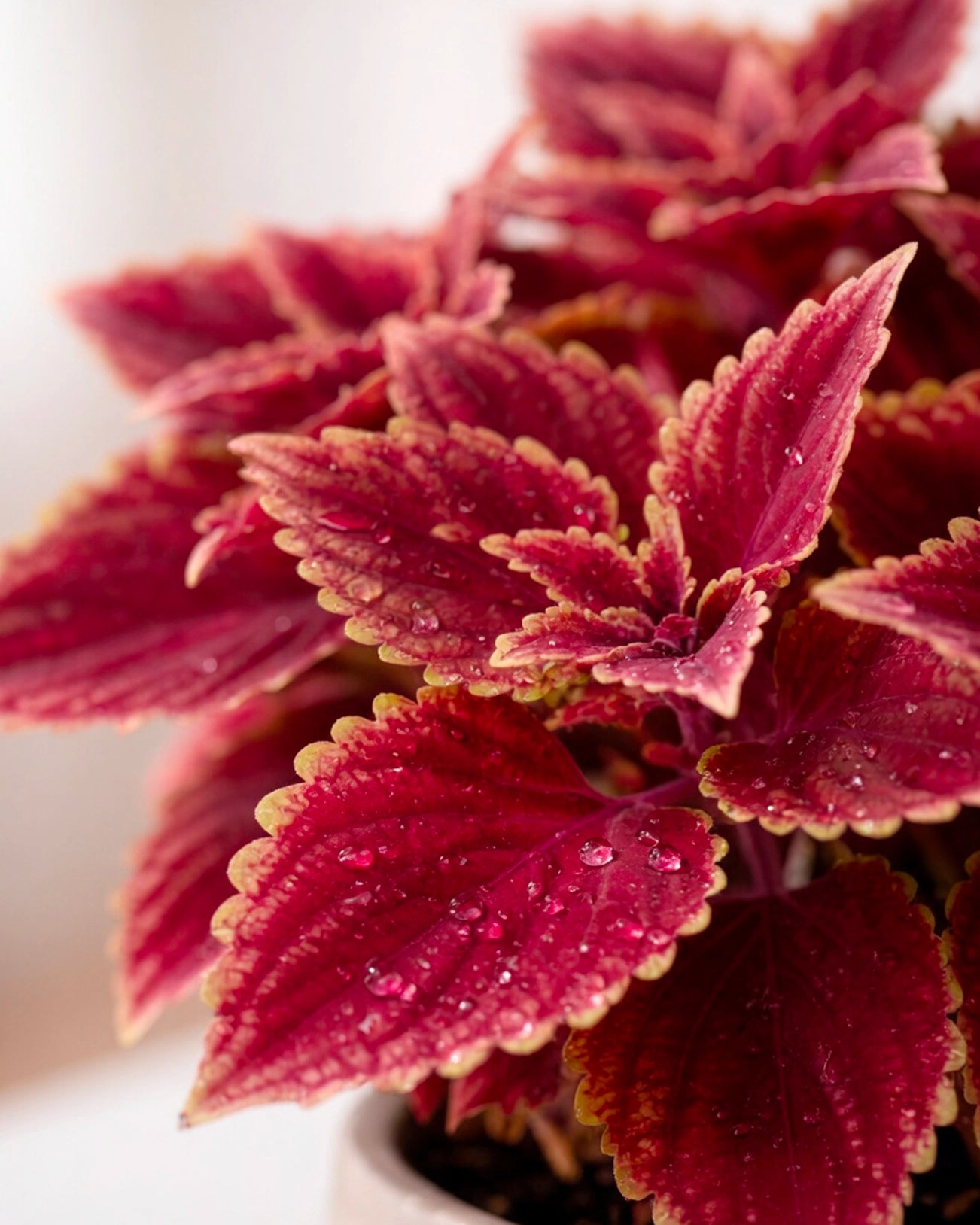 Coleus | 彩葉子