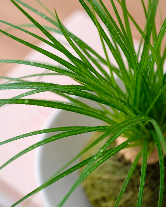 Ponytail Palm Kokedama | 酒瓶蘭苔蘚球