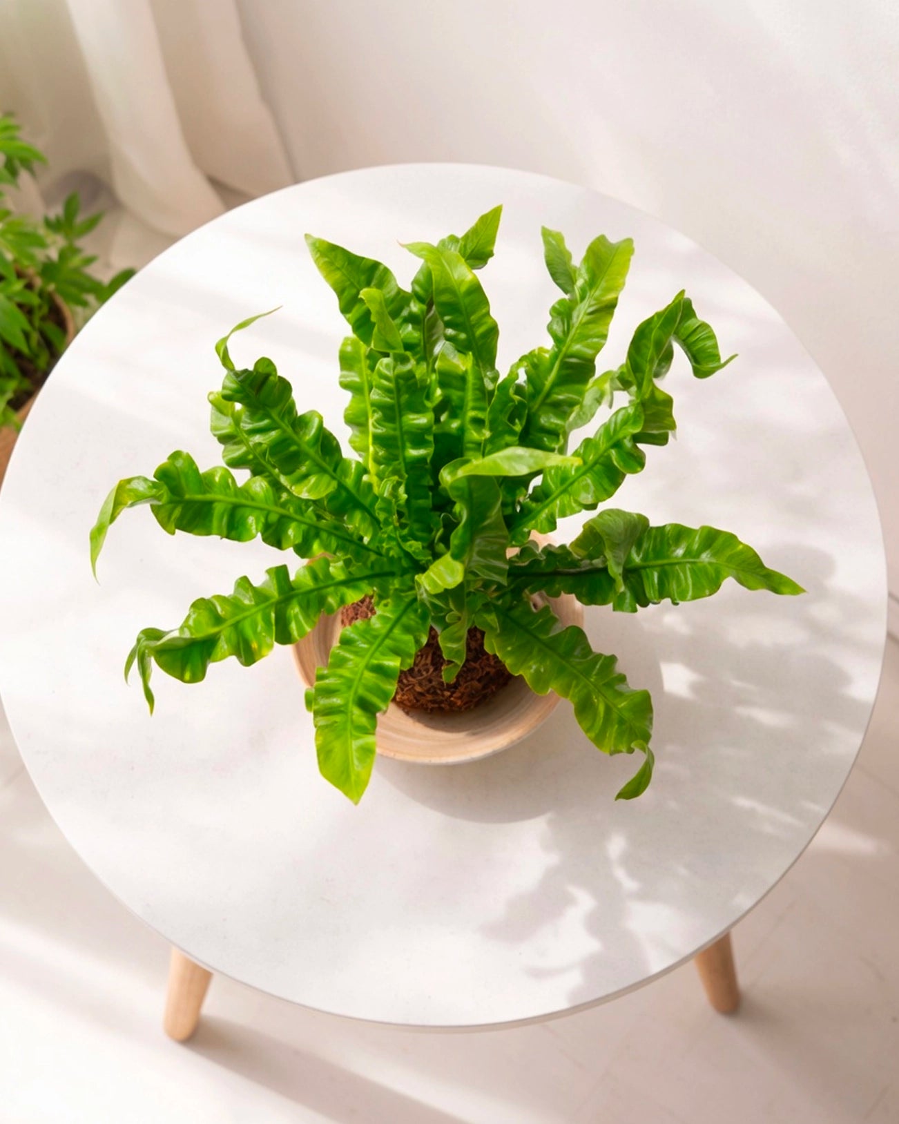 Bird’s Nest Fern Kokedama|鳥巢蕨苔蘚球