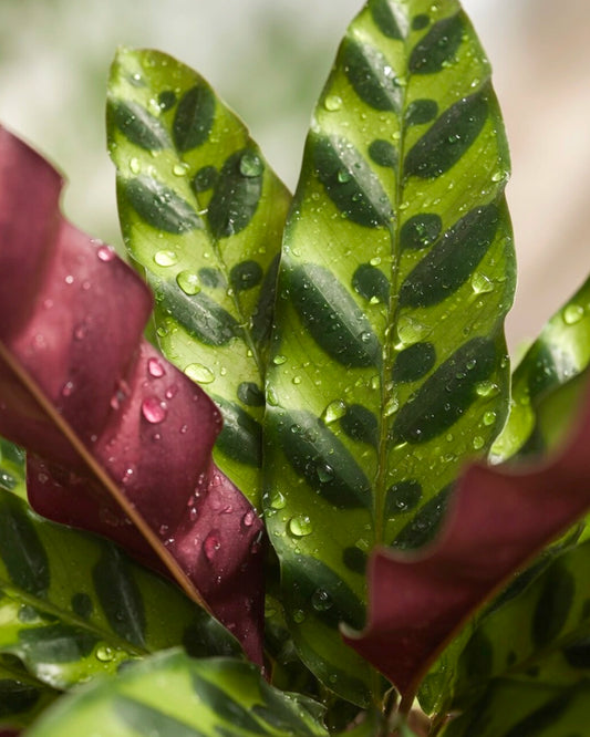 Calathea ‘Burle Marx’ | 貓眼竹芋