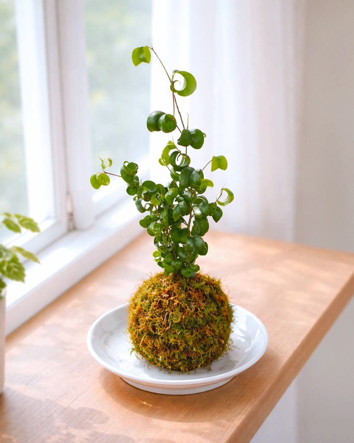 Curly Fern Kokedama | 卷福苔蘚球