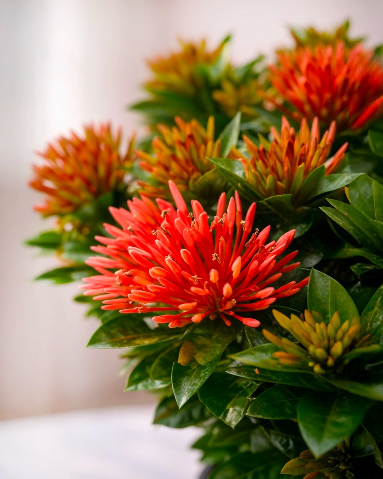 Ixora coccinea | 龍船花