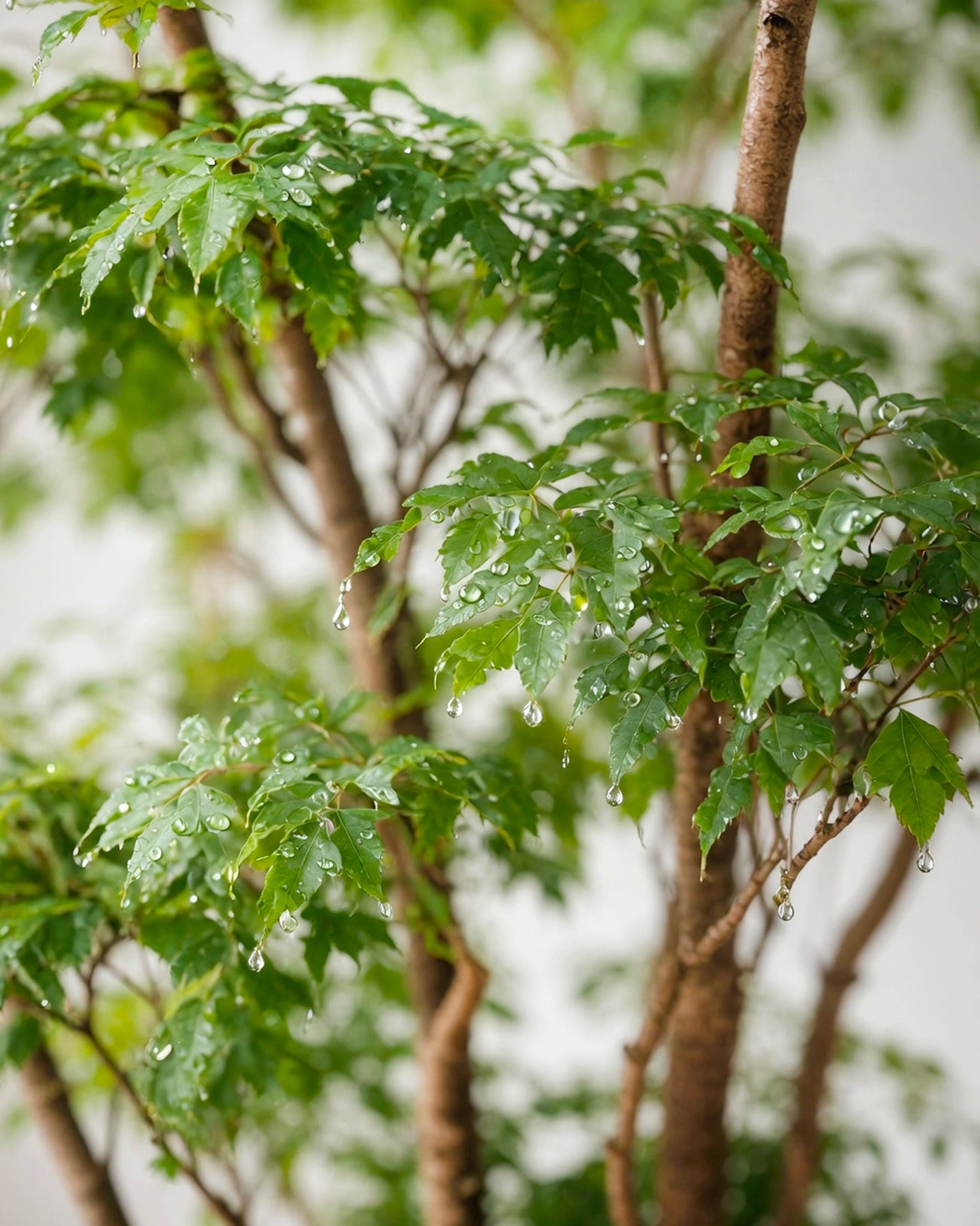 Fabian Aralia | 福祿桐