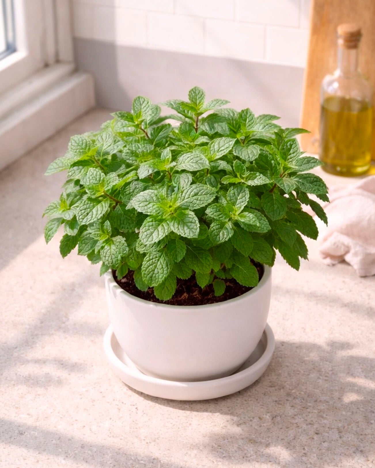 Mint | 薄荷
