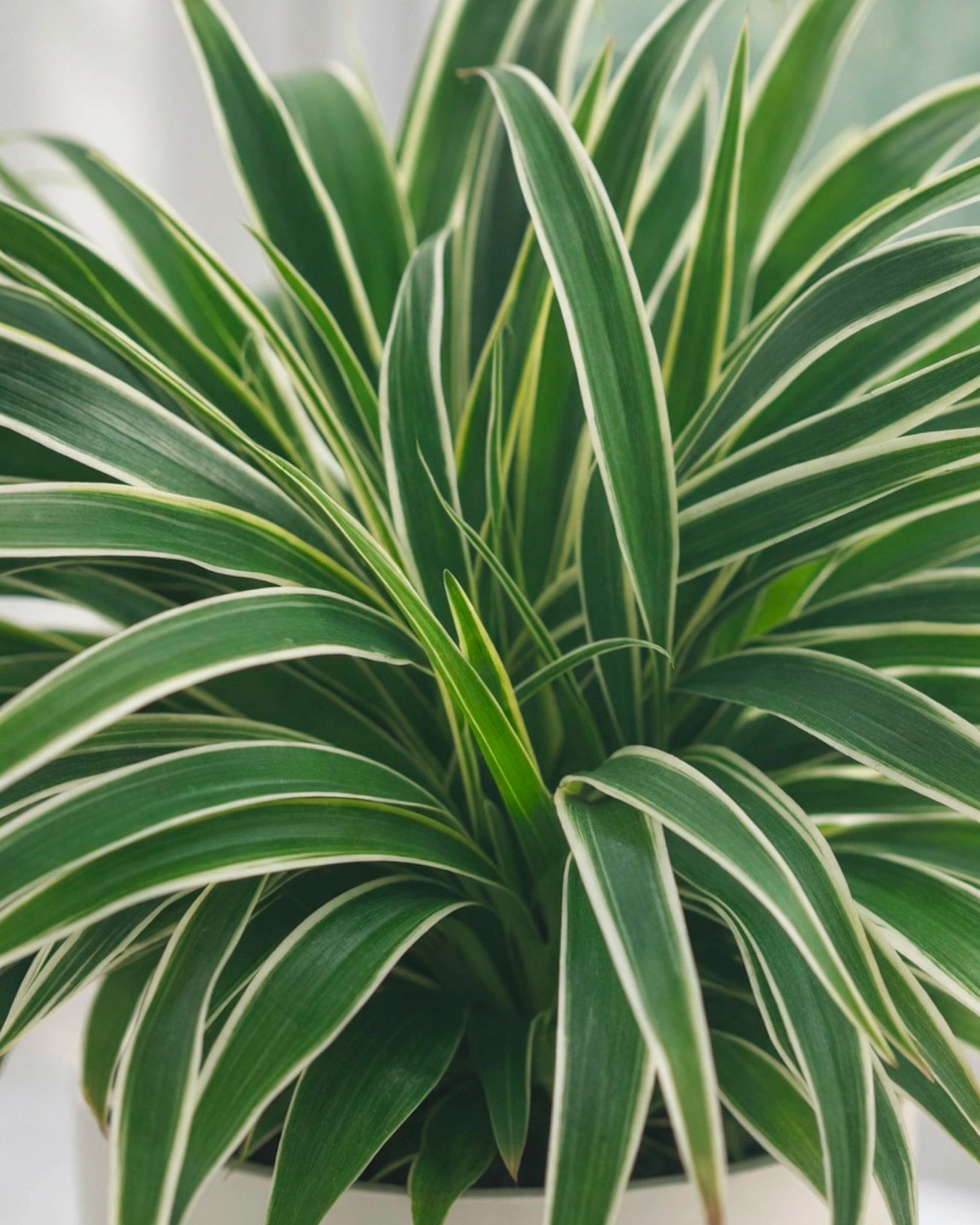 Spider Plant | 吊蘭