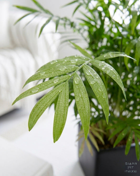 Parlor Palm | 袖珍椰子