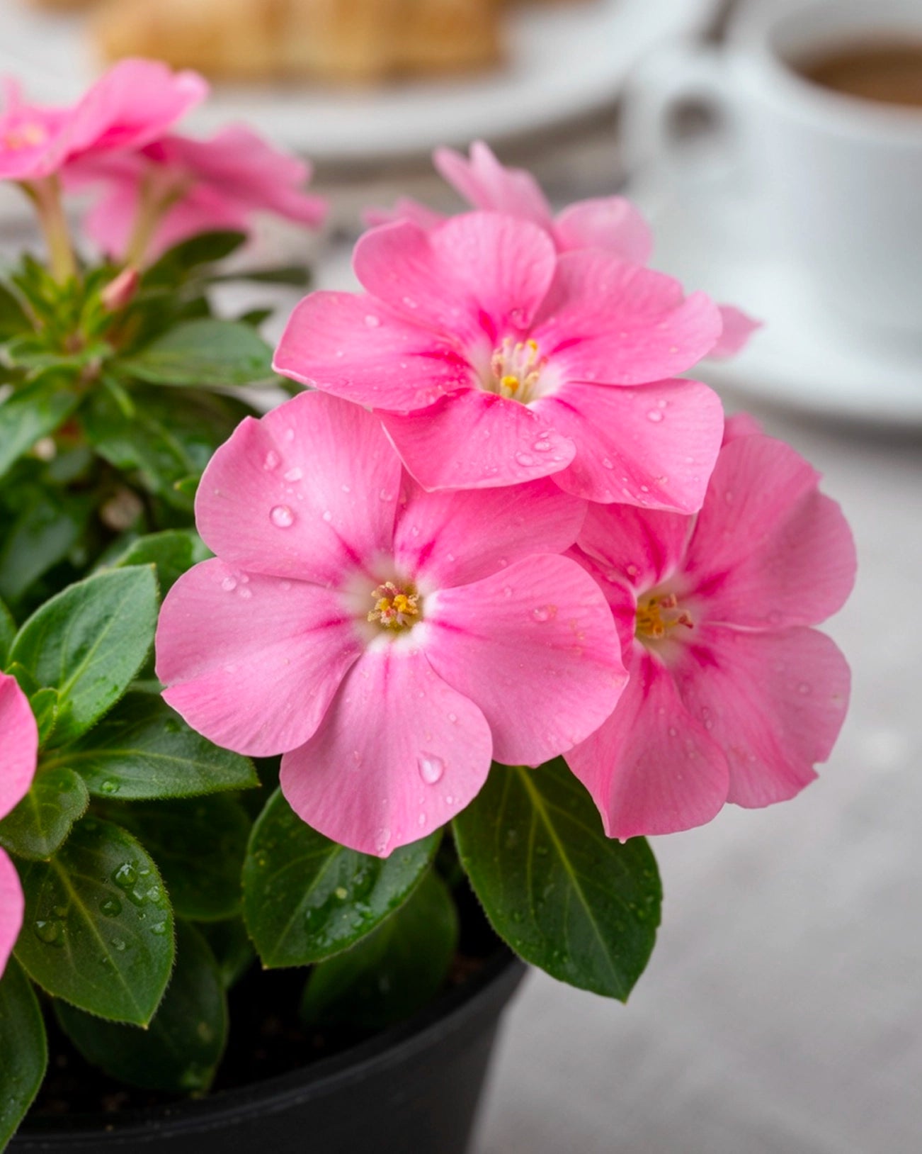 Impatiens | 鳳仙