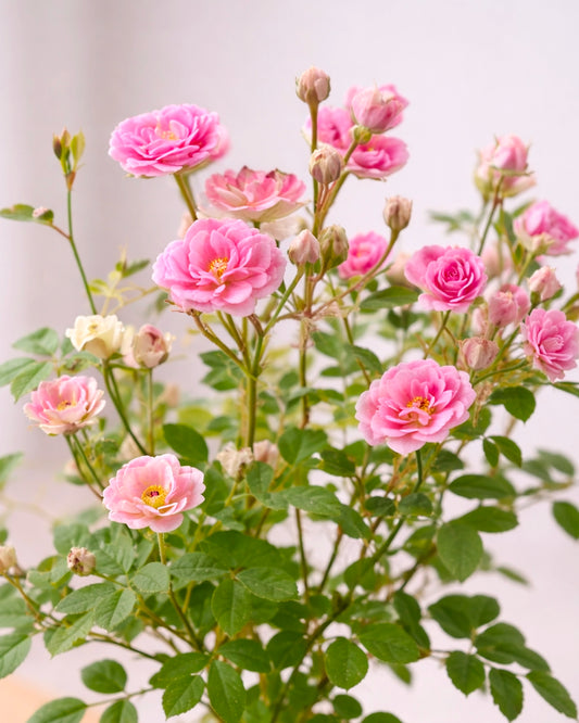 Miniature Rose Kokedama | 姬月季苔蘚球