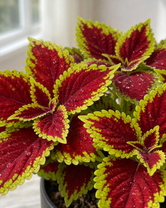 Coleus | 彩葉子