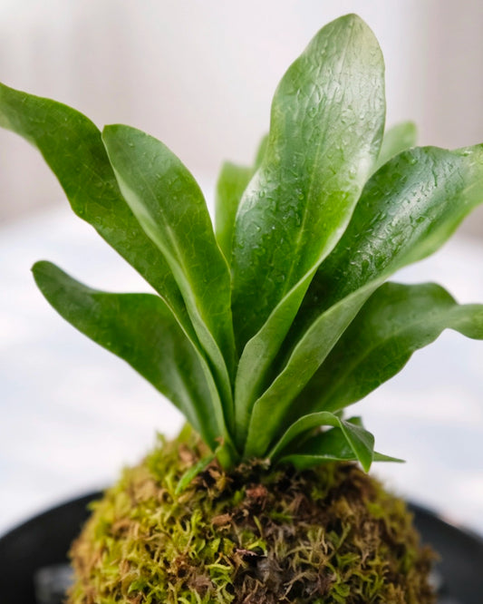 Staghorn Fern Kokedama | 鹿角蕨苔蘚球