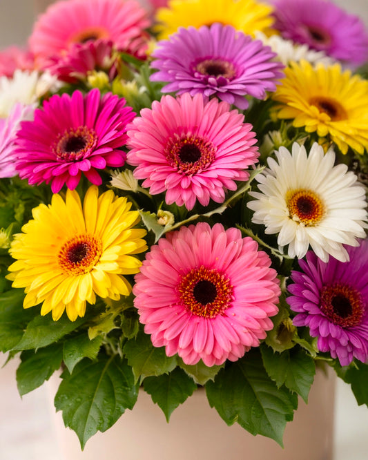 Gerbera | 非洲菊