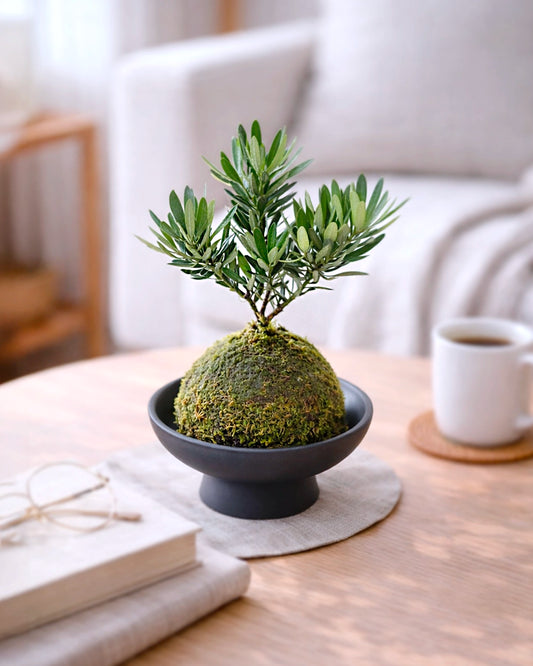Buddhist Pine (Podocarpus) Kokedama | 羅漢松苔蘚球
