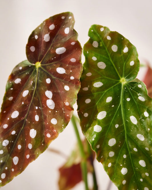 Polka Dot Kokedama|粉旗魚秋海棠苔蘚球