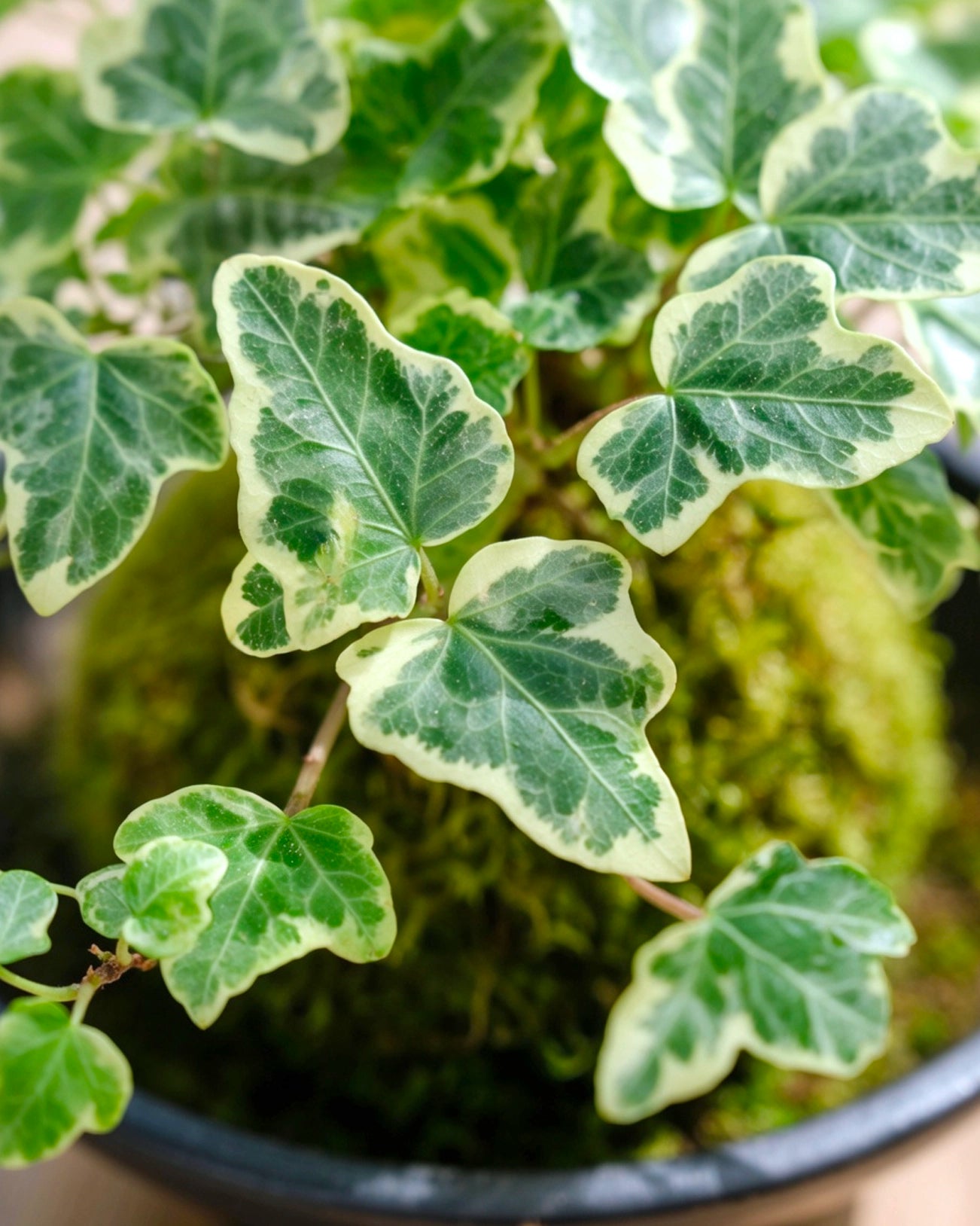 Snow Jade Kokedama | 雪瑩苔蘚球