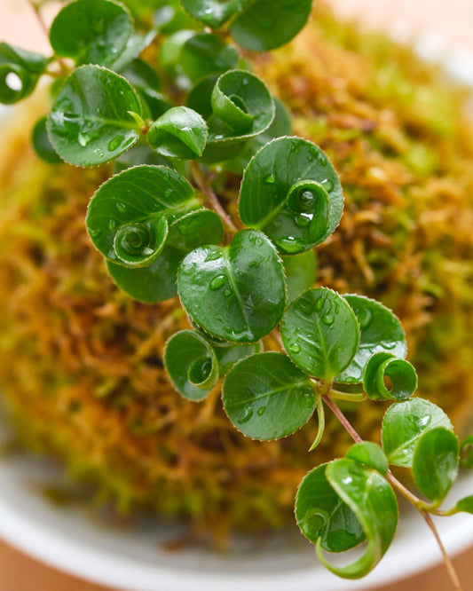 Curly Fern Kokedama | 卷福苔蘚球