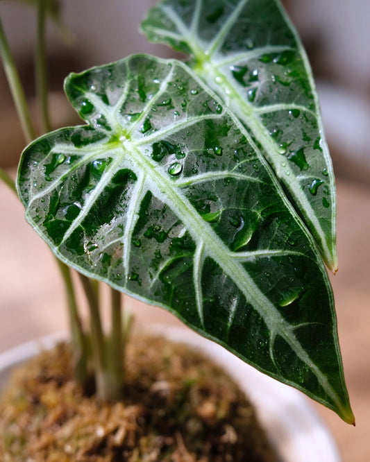 小仙女海芋苔蘚球 Alocasia foliage detail