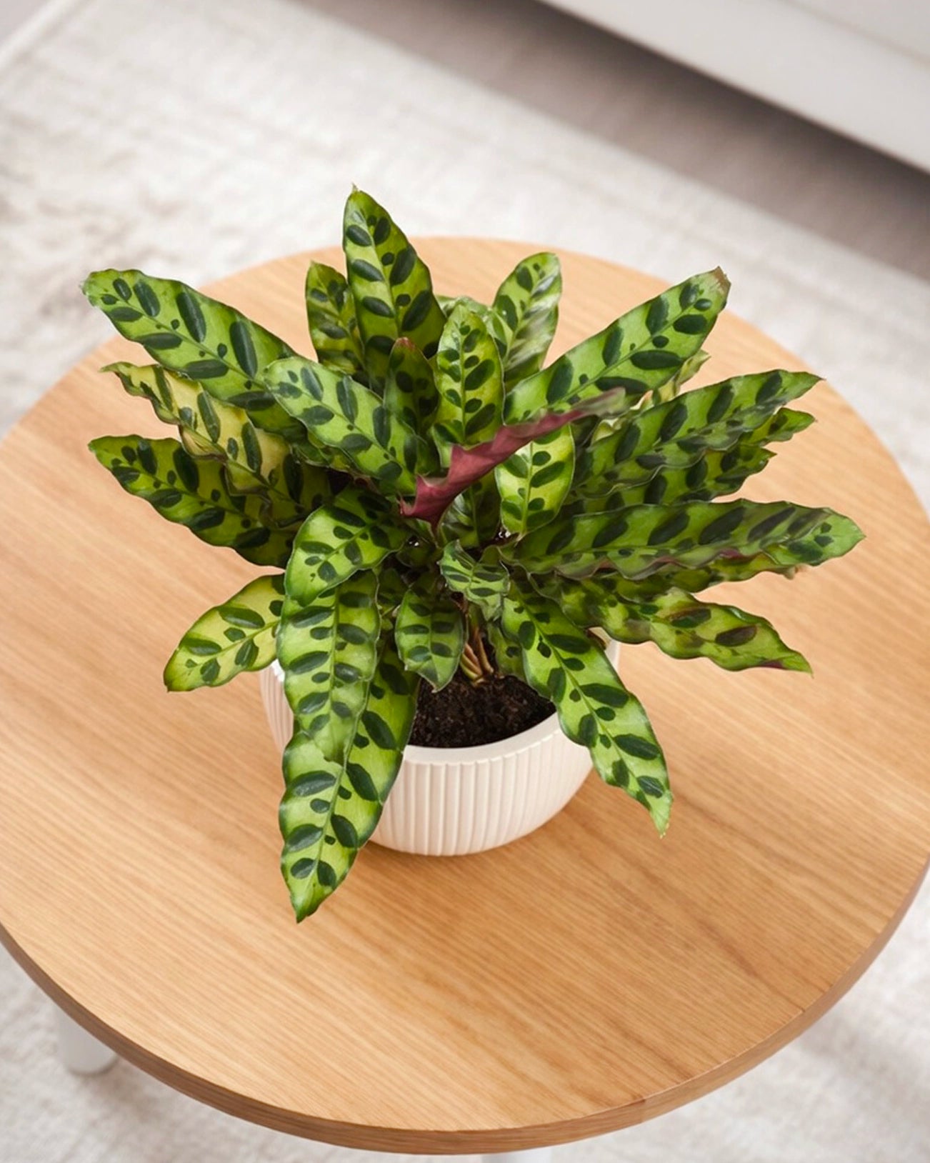 Calathea ‘Burle Marx’ | 貓眼竹芋