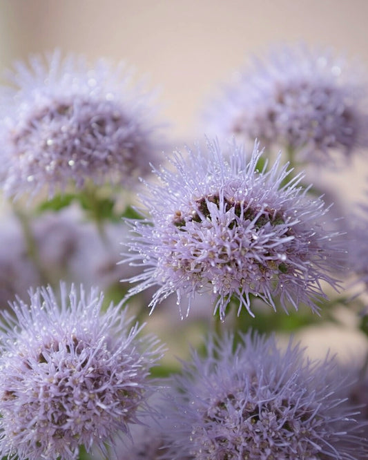 Blue Mistflower | 藍霧花