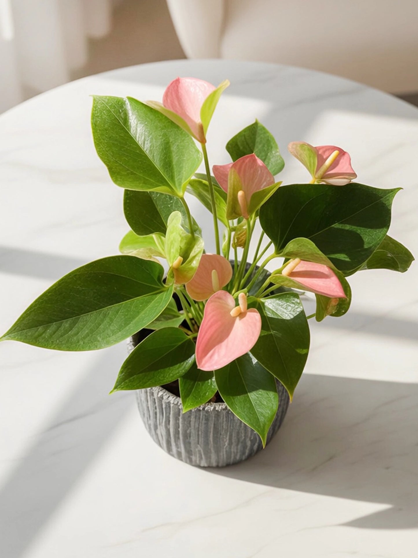 Plum Anthurium|掌