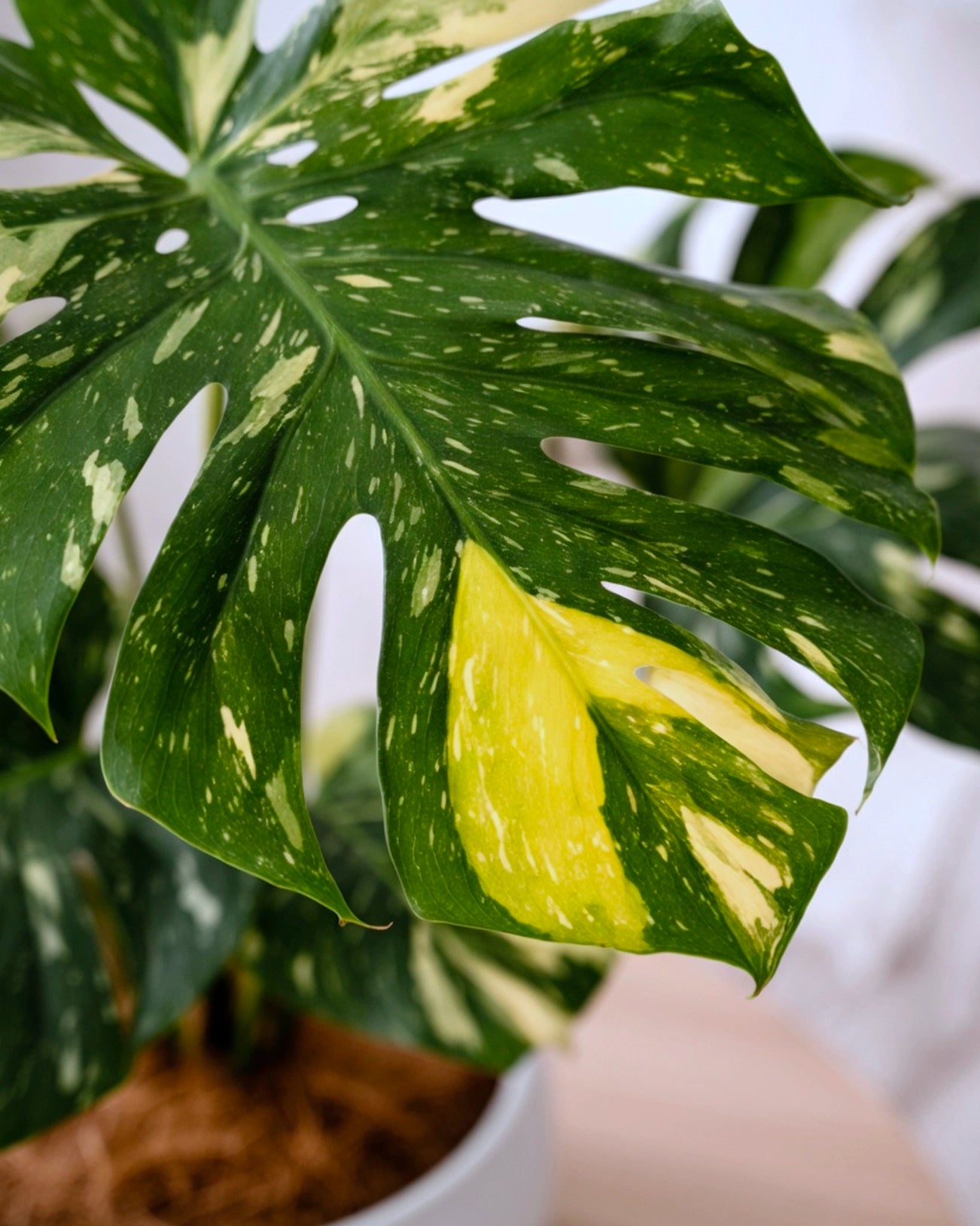 Monstera Deliciosa Thai Constellation|灑金龜背竹
