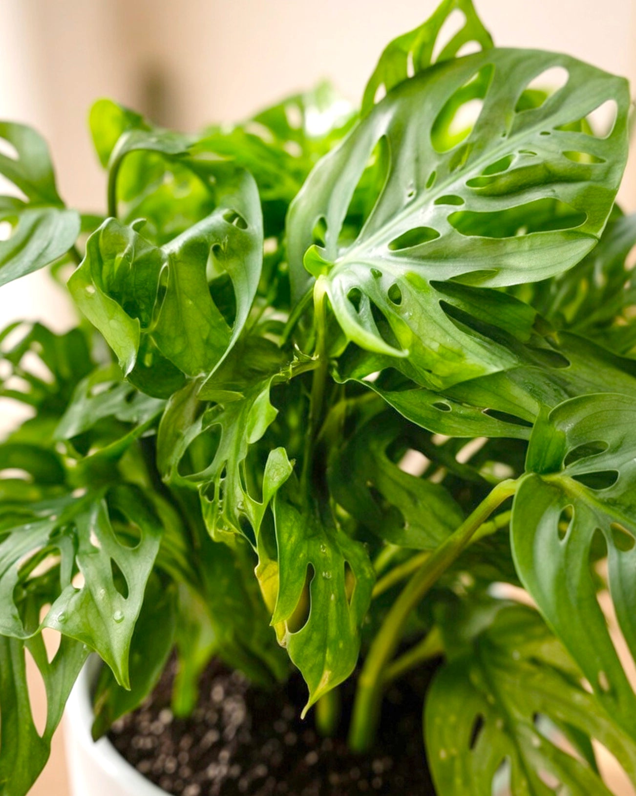 Swiss Cheese Plant | 孔洞蔓綠絨