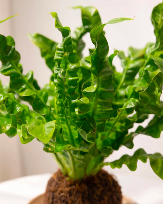 Bird’s Nest Fern Kokedama|鳥巢蕨苔蘚球