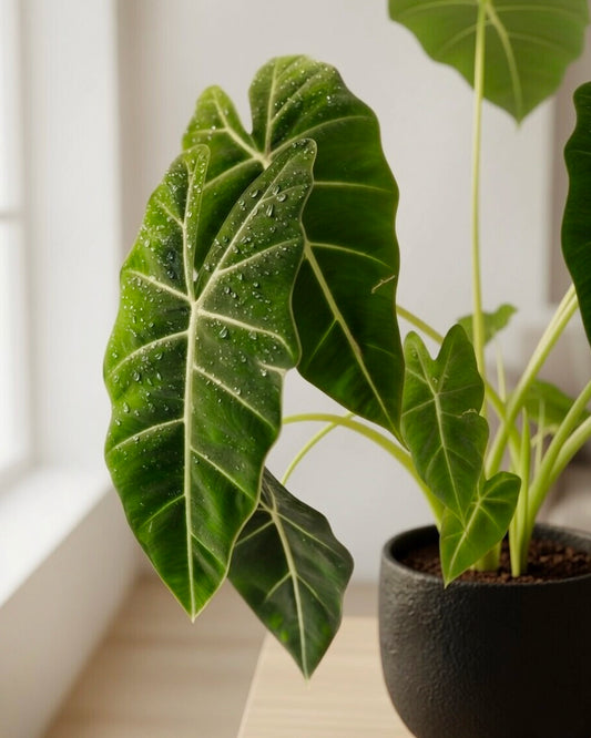 Alocasia Polly | 綠天鵝海芋
