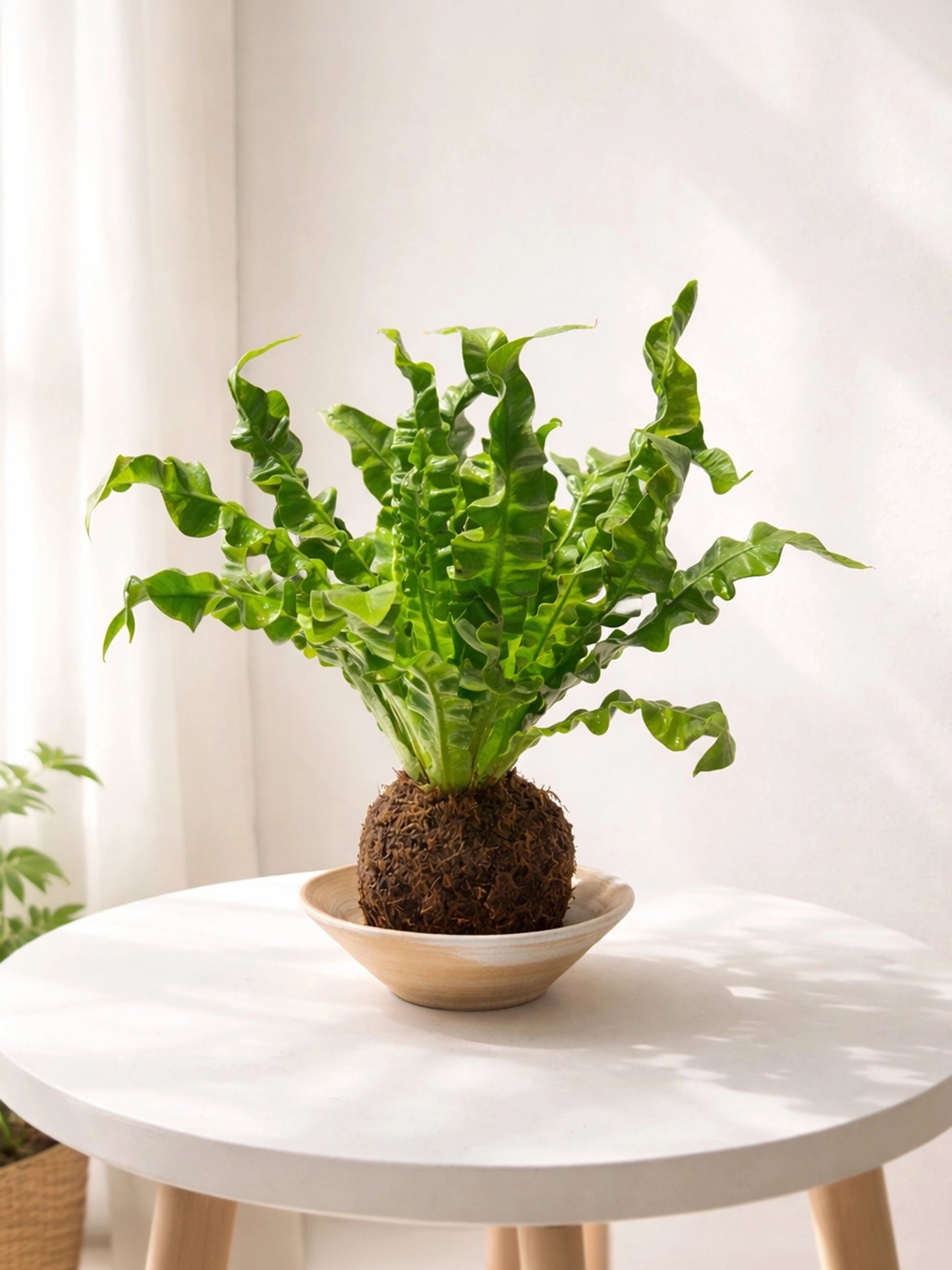 Bird’s Nest Fern Kokedama|鳥巢蕨苔蘚球