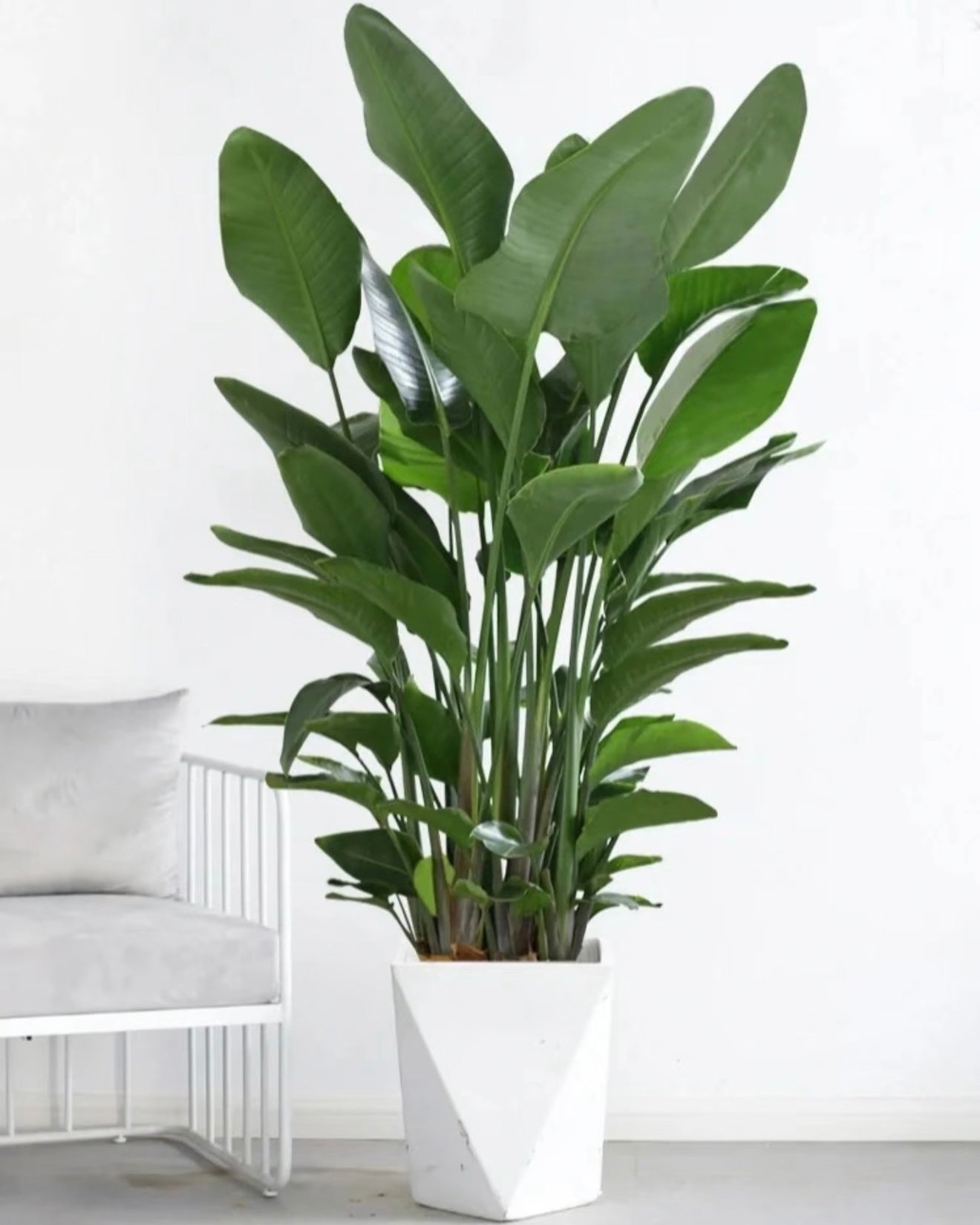 Bird of Paradise | 天堂鳥