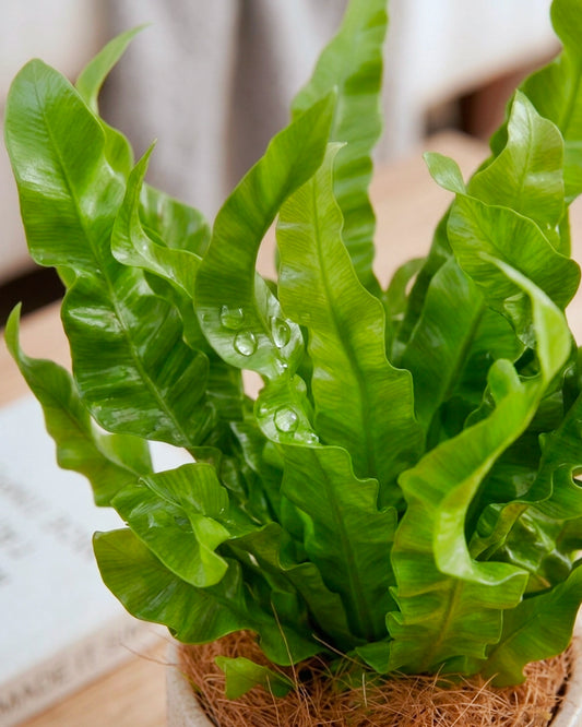 Bird’s Nest Fern Crispy Wave | 波士頓巢蕨