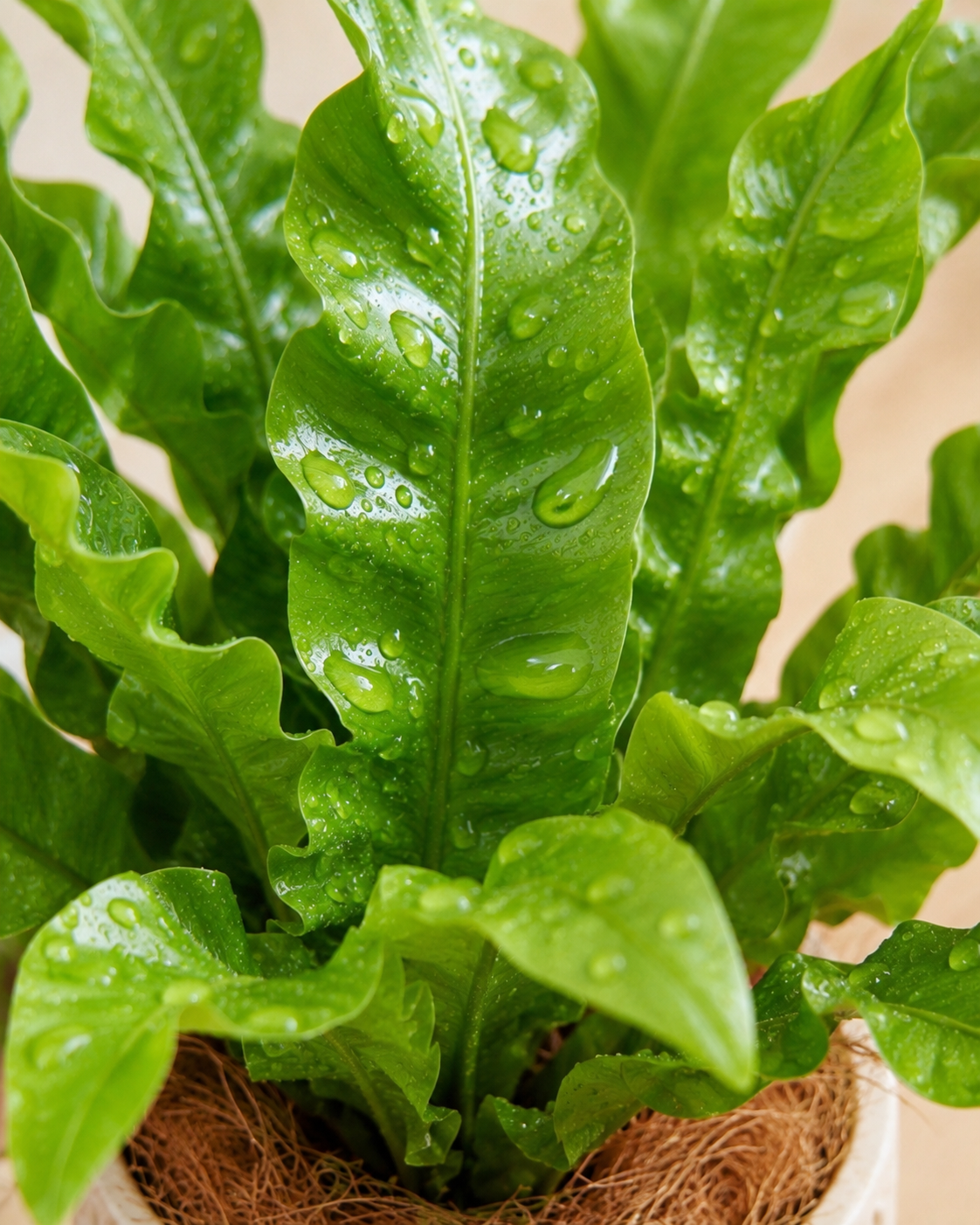 Bird’s Nest Fern Crispy Wave | 波士頓巢蕨