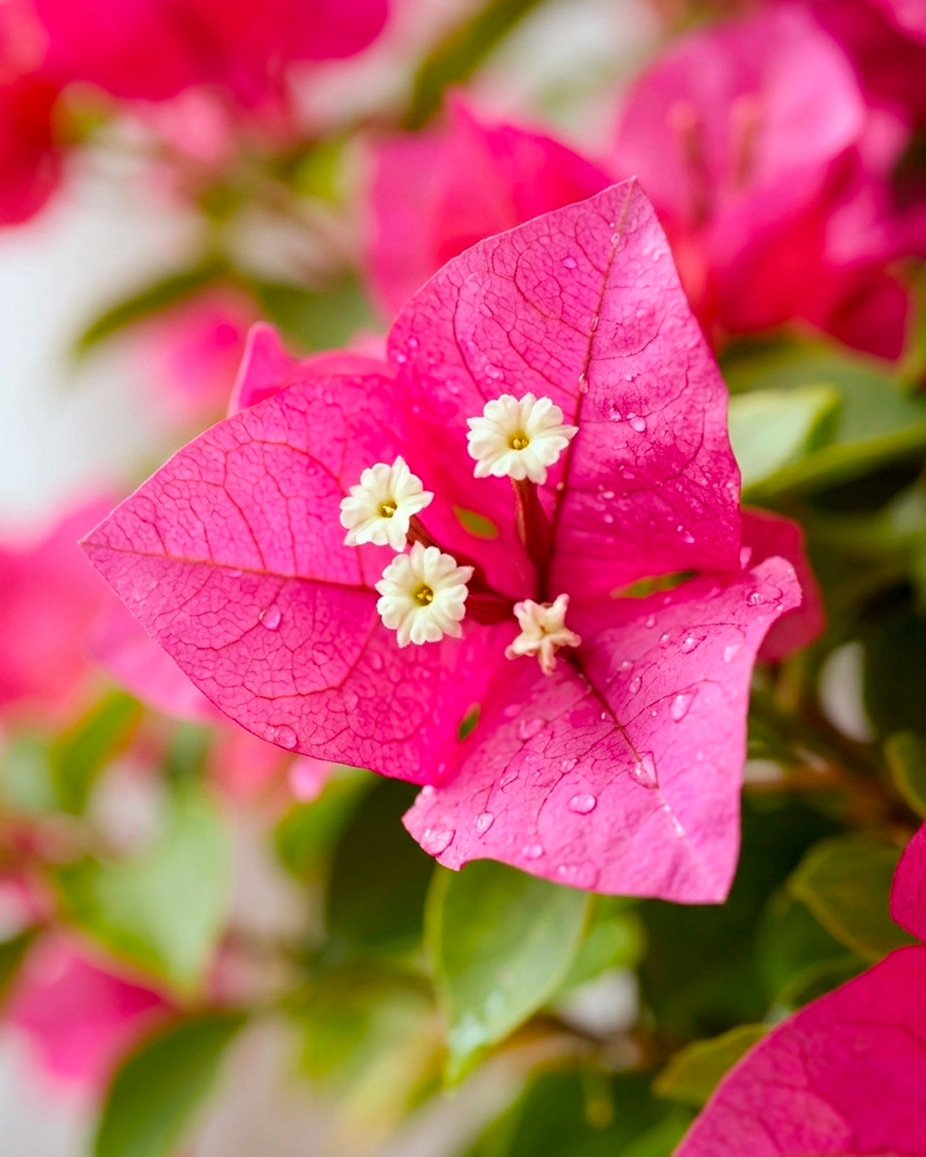 Bougainvillea | 三角梅