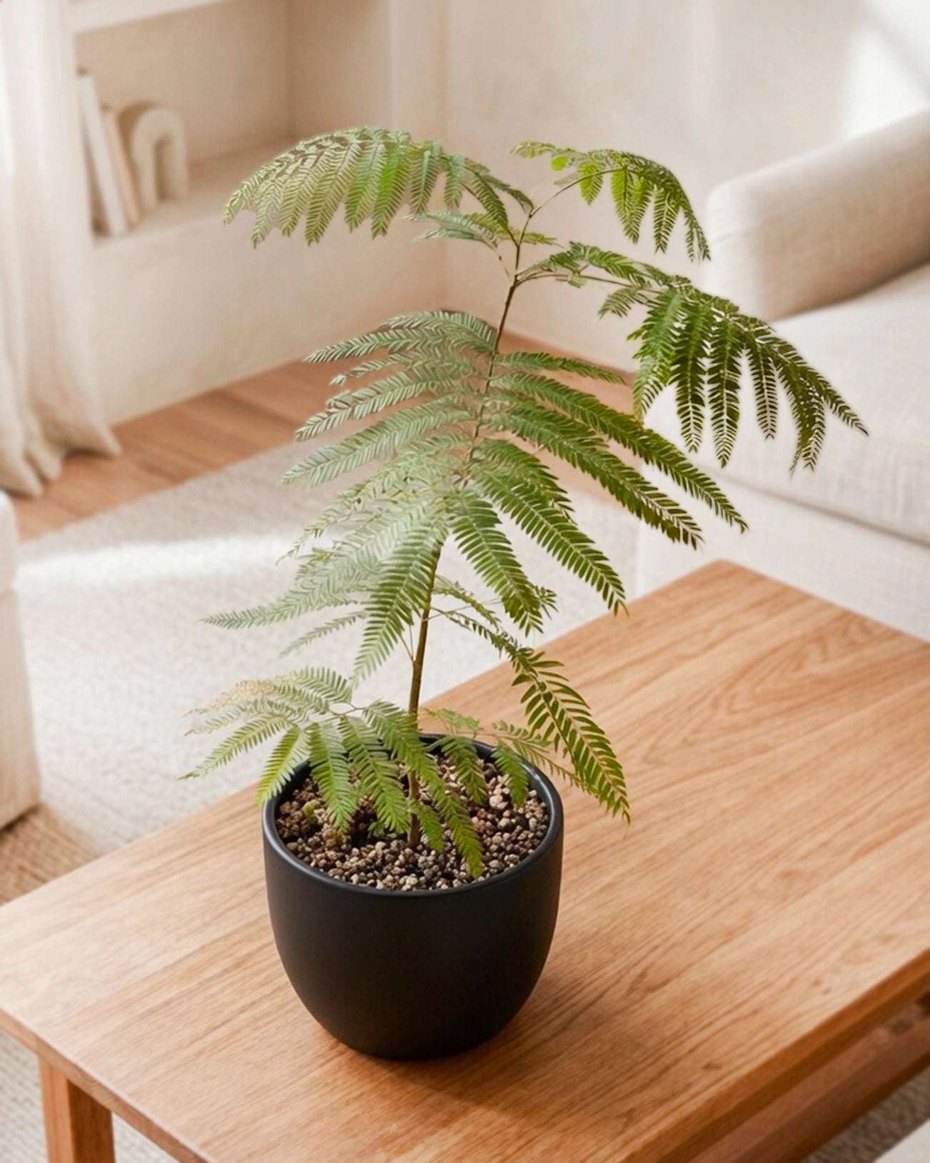 Brazilian Fern Tree|密葉猴耳環