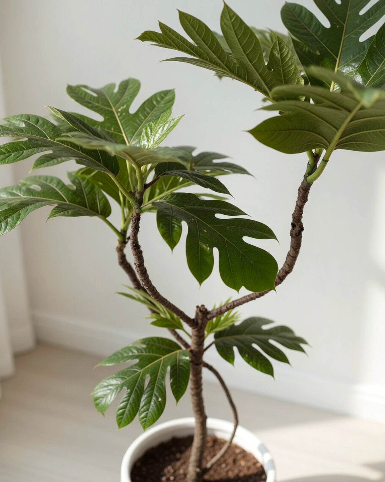 Styled Breadfruit Tree | 造型麵包樹