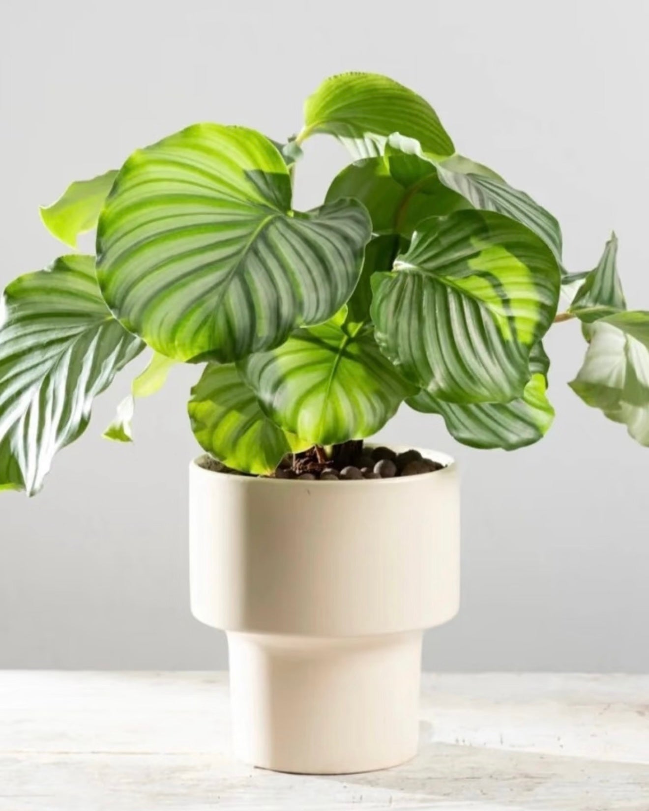 Calathea Orbifolia | 蘋果竹芋